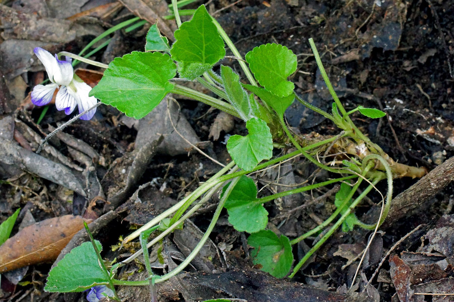 Viola alba ssp. dehnhardtii var. bianca?